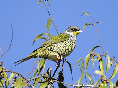 Swallow-tailed cotinga